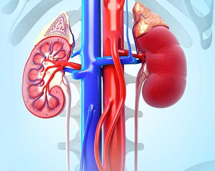 https://www.drshyamvarma.com/public/assets/img/blog/kidney-cancer/blog4